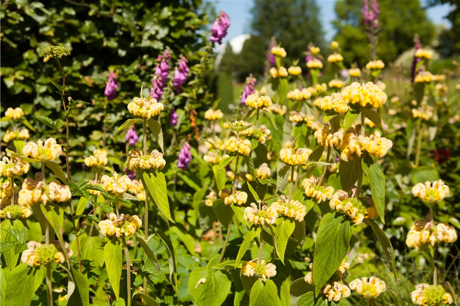 Phlomis russeliana