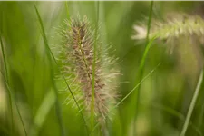Pennisetum alopecuroides 'Hameln'