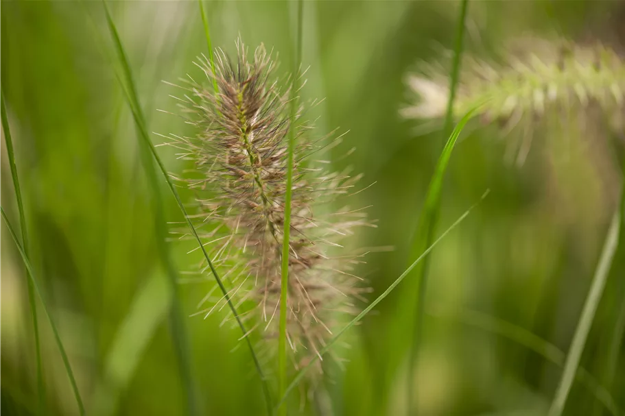 Pennisetum alopecuroides 'Hameln'