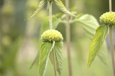 Phlomis russeliana