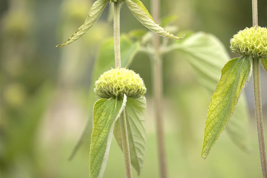 Phlomis russeliana