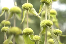 Phlomis russeliana