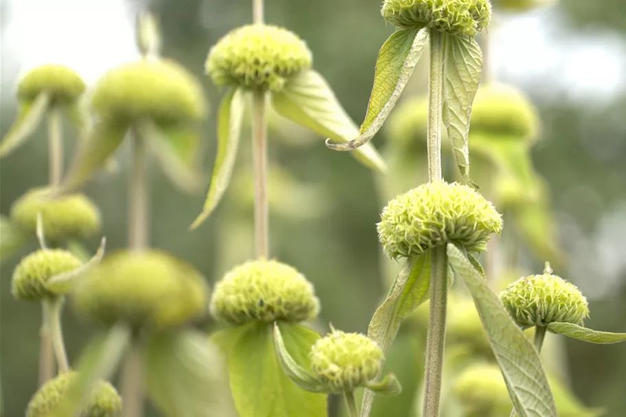 Phlomis russeliana