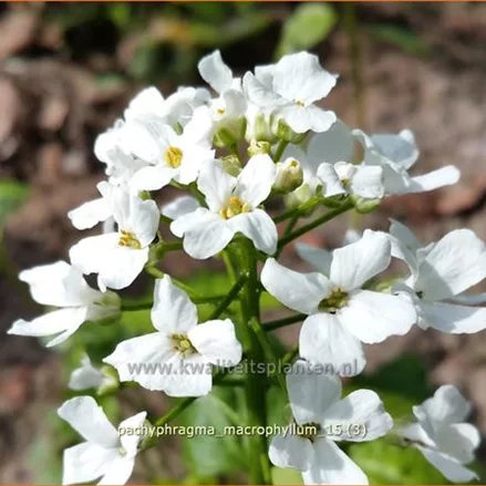 Pachyphragma macrophylla