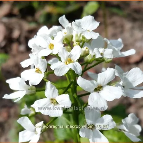 Pachyphragma macrophylla