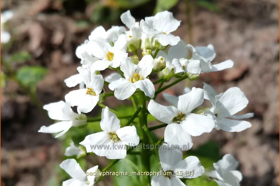 Pachyphragma macrophylla