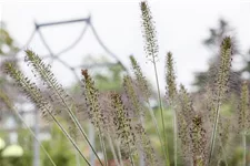 Pennisetum alopecuroides 'Hameln'