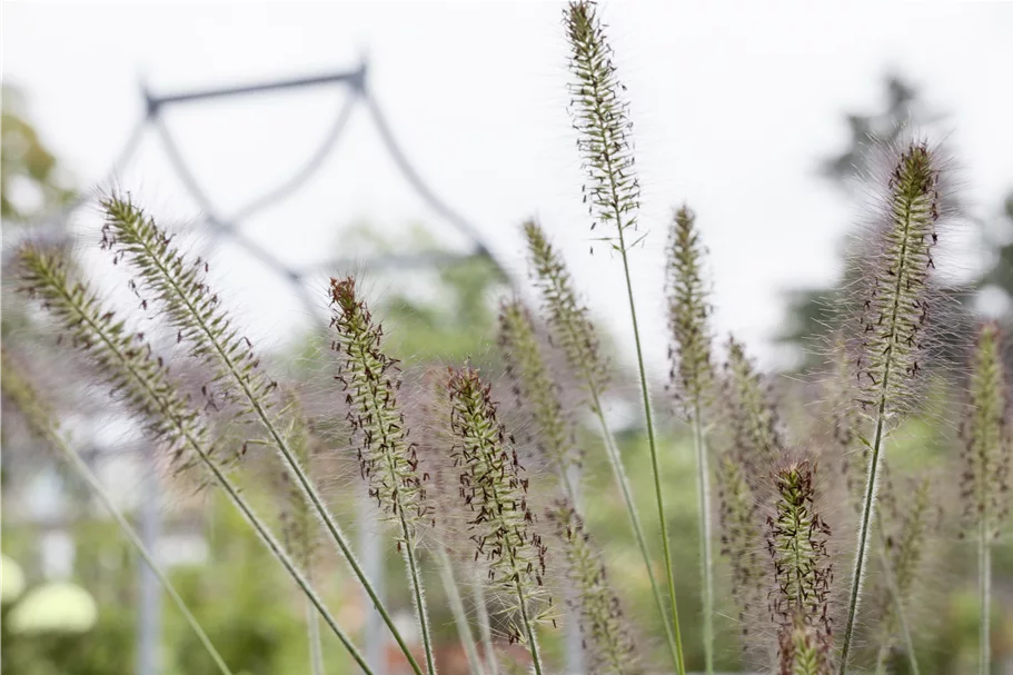 Pennisetum alopecuroides 'Hameln'