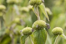 Phlomis russeliana