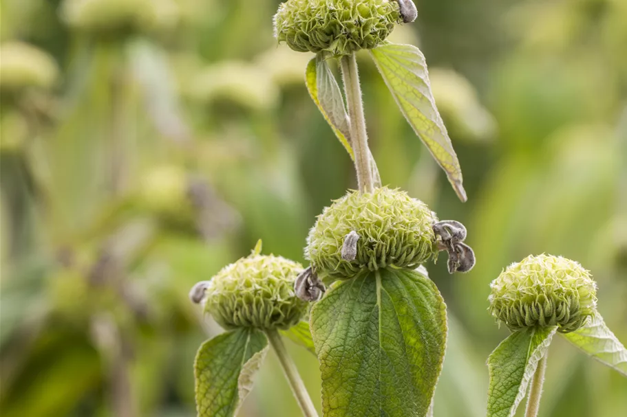 Phlomis russeliana