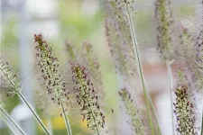 Pennisetum alopecuroides 'Hameln'