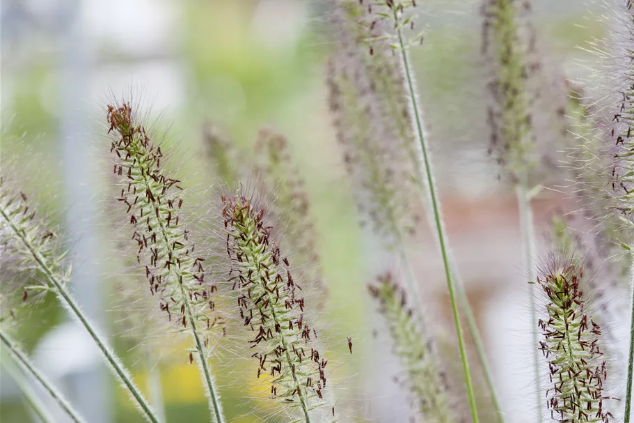 Pennisetum alopecuroides 'Hameln'