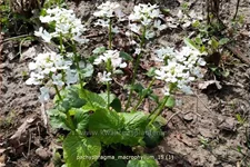 Pachyphragma macrophylla