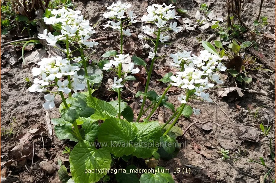 Pachyphragma macrophylla