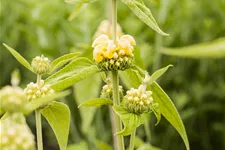 Phlomis russeliana