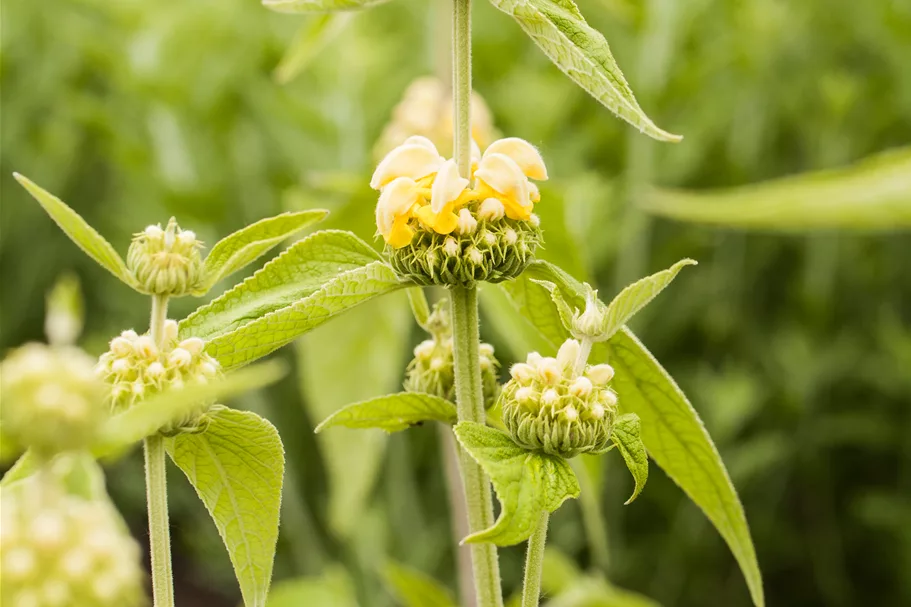 Phlomis russeliana