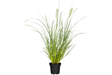 Pennisetum alopecuroides 'Hameln'