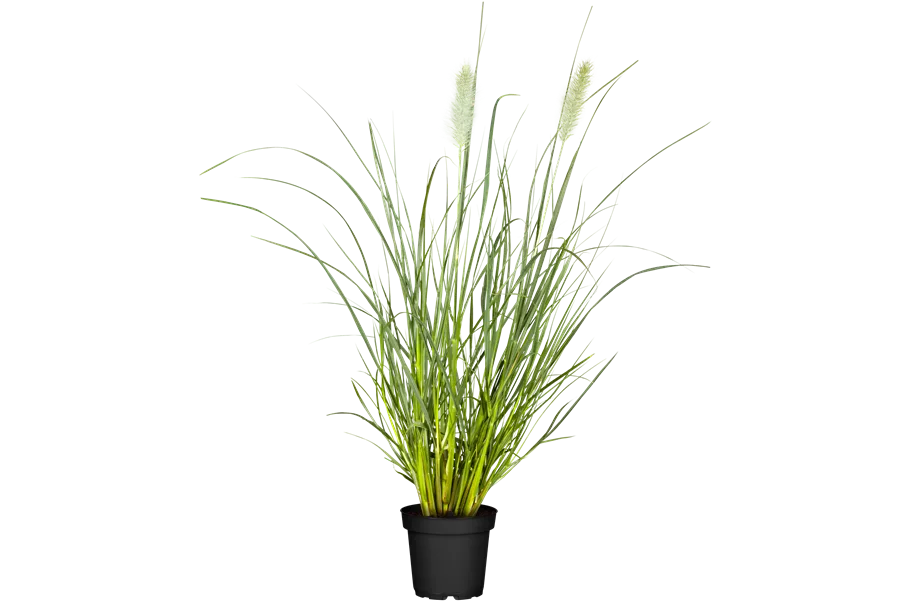 Pennisetum alopecuroides 'Hameln'