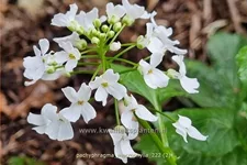 Pachyphragma macrophylla