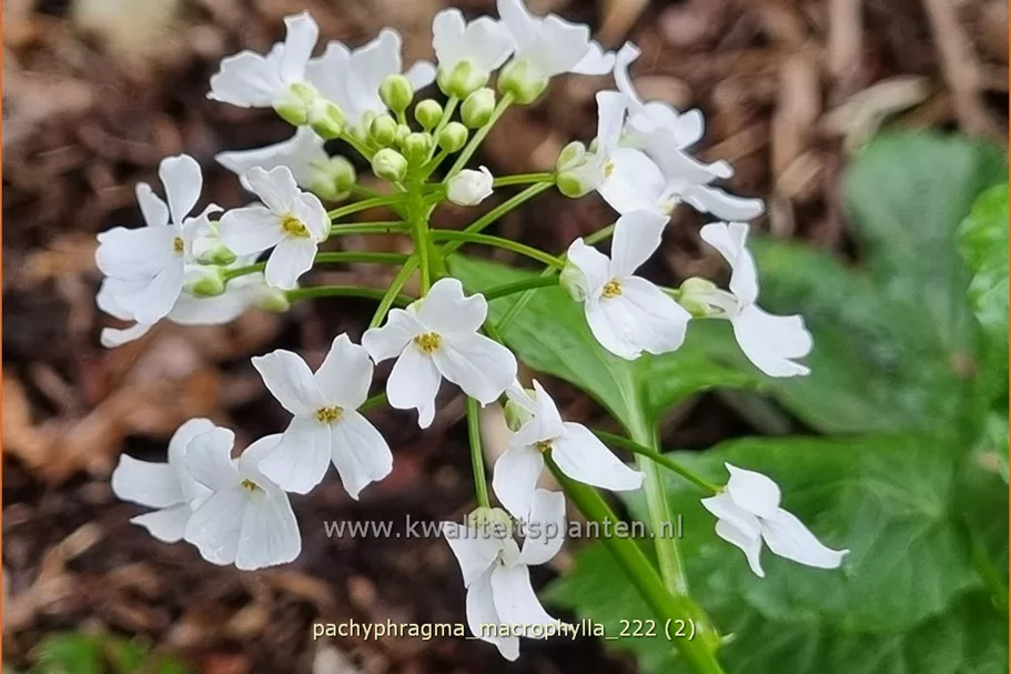 Pachyphragma macrophylla