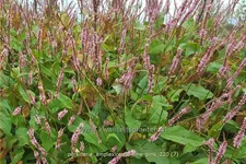 Persicaria amplexicaulis 'Fine Pink'