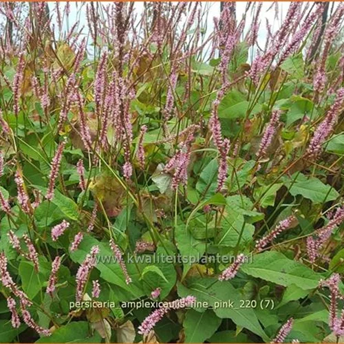 Persicaria amplexicaulis 'Fine Pink'