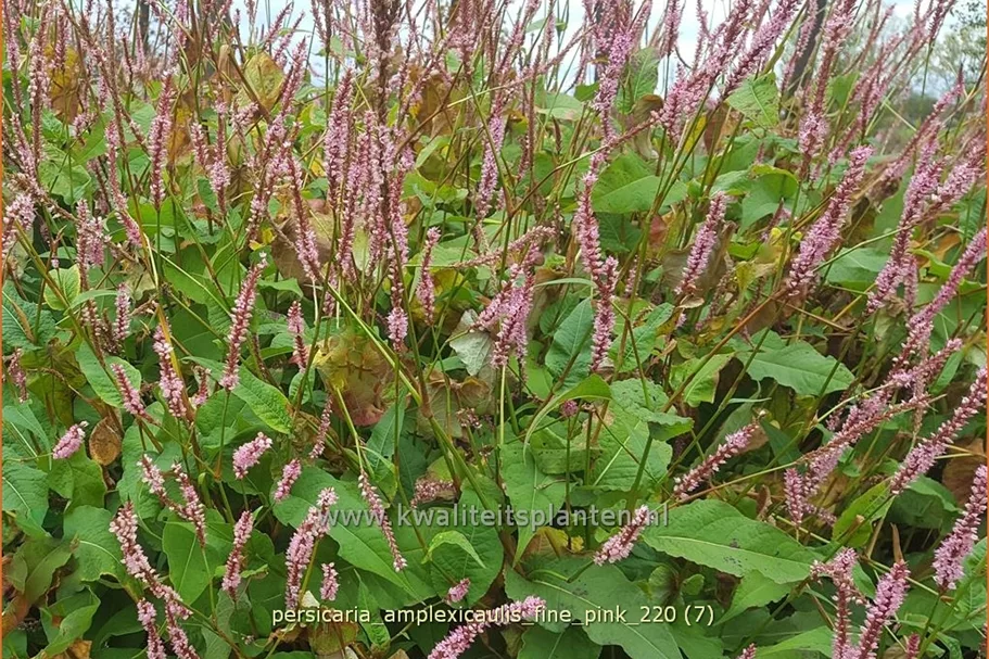 Persicaria amplexicaulis 'Fine Pink'