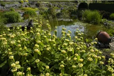 Phlomis russeliana