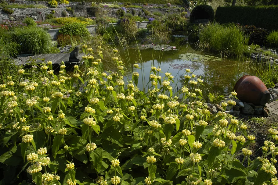Phlomis russeliana