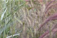 Pennisetum alopecuroides 'Hameln'