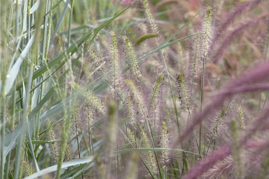 Pennisetum alopecuroides 'Hameln'