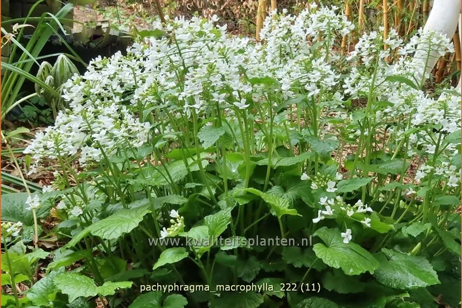 Pachyphragma macrophylla
