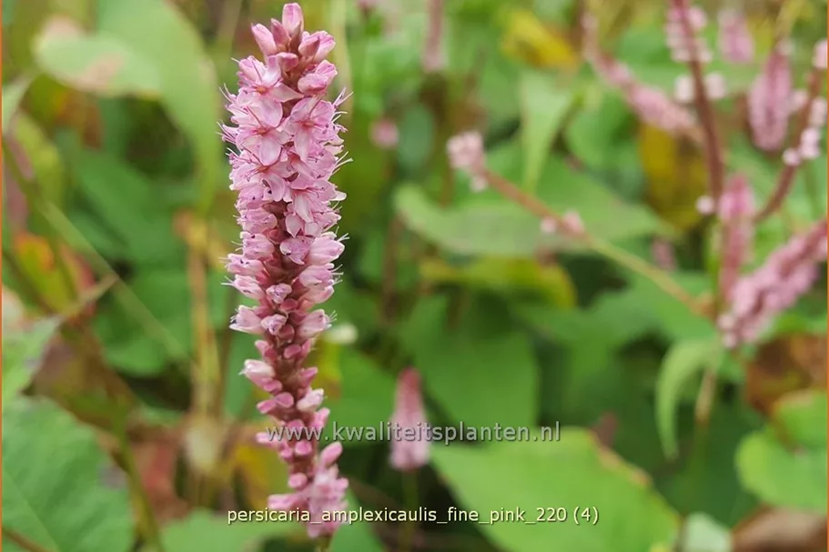 Persicaria amplexicaulis 'Fine Pink'