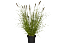 Pennisetum alopecuroides 'Hameln'