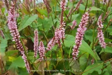 Persicaria amplexicaulis 'Fine Pink'
