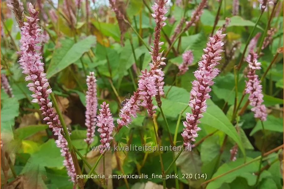 Persicaria amplexicaulis 'Fine Pink'