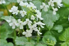 Pachyphragma macrophylla