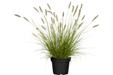 Pennisetum alopecuroides 'Hameln'