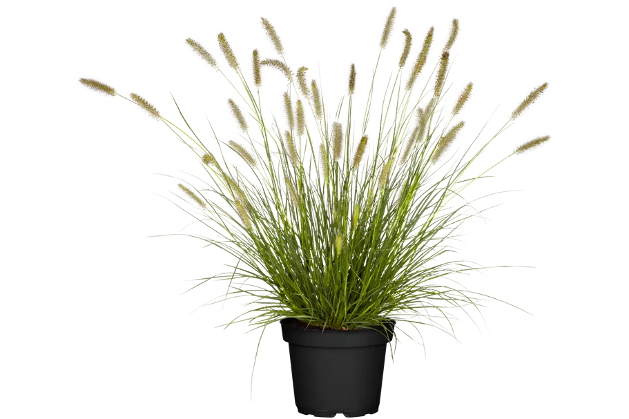 Pennisetum alopecuroides 'Hameln'