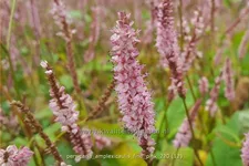Persicaria amplexicaulis 'Fine Pink'