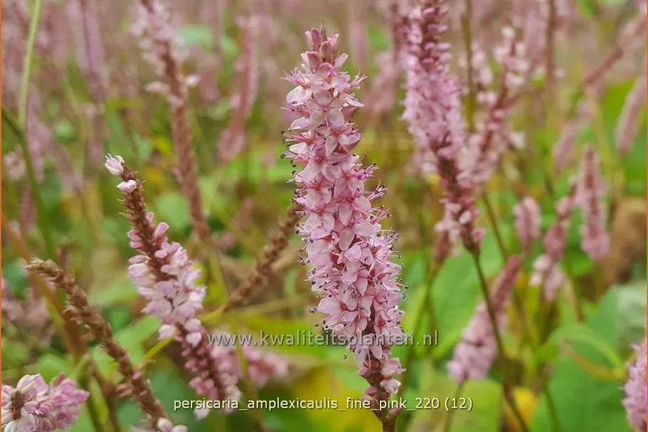 Persicaria amplexicaulis 'Fine Pink'