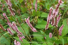 Persicaria amplexicaulis 'Fine Pink'