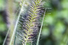 Pennisetum alopecuroides 'Hameln'
