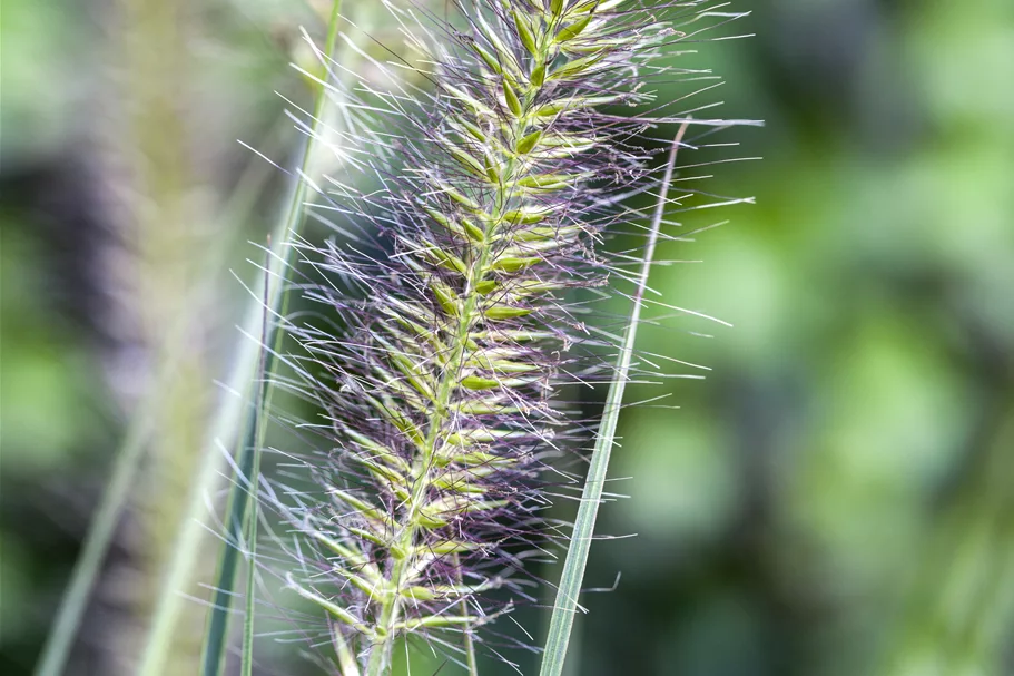 Pennisetum alopecuroides 'Hameln'