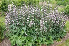Phlomis tuberosa 'Amazone'