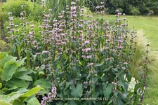 Phlomis tuberosa 'Amazone'