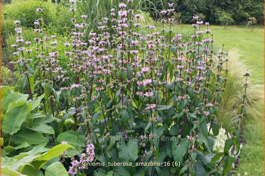 Phlomis tuberosa 'Amazone'