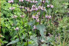 Phlomis tuberosa 'Amazone'