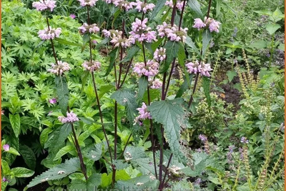 Phlomis tuberosa 'Amazone'