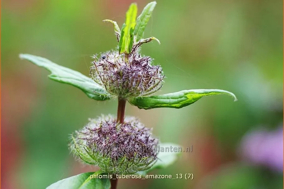 Phlomis tuberosa 'Amazone'